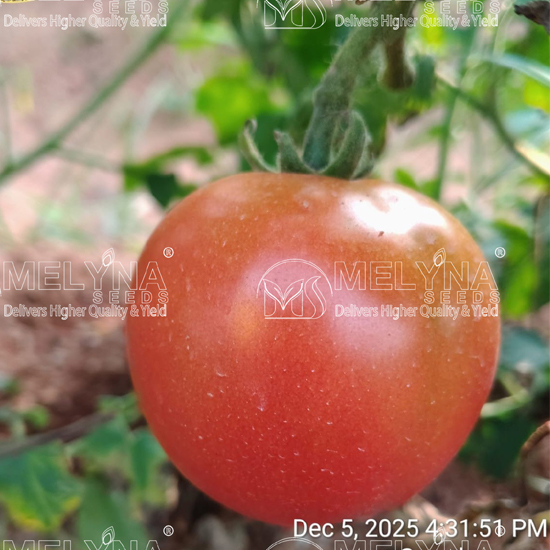 MELYNA ABHINAYA 213 slider image 4