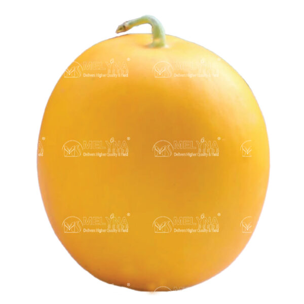 MELYNA AKSHAYA 711 slider image 1