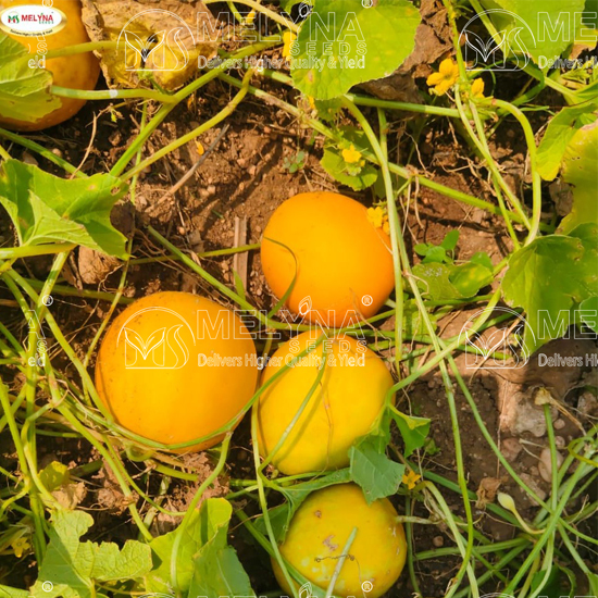 MELYNA AKSHAYA 711 slider image 2