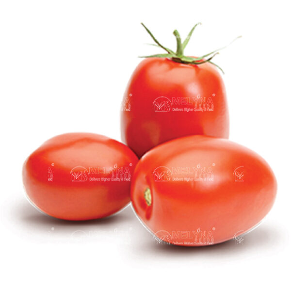 MELYNA AMALA 257 slider image 1