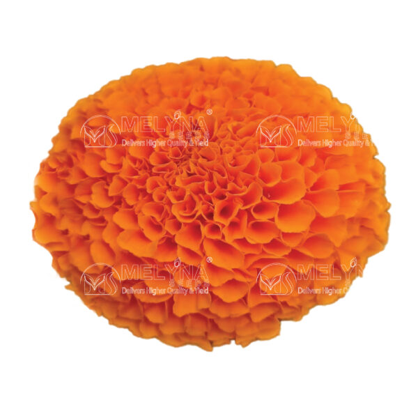 MELYNA ANANDI 3003 slider image 1