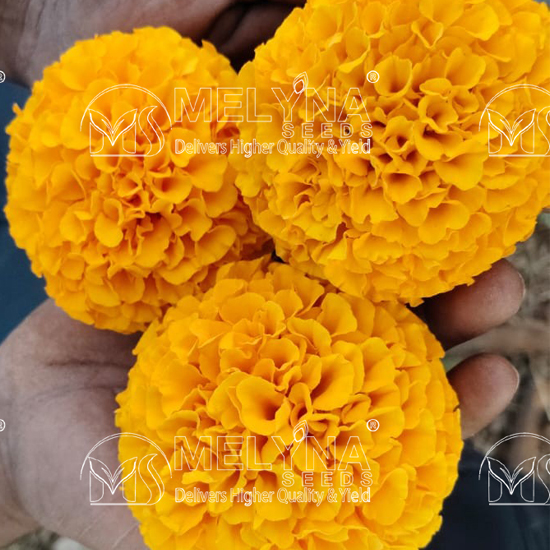 MELYNA ANANDI 3003 slider image 6