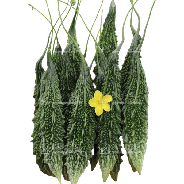 MELYNA ARUNA 556 slider image 1