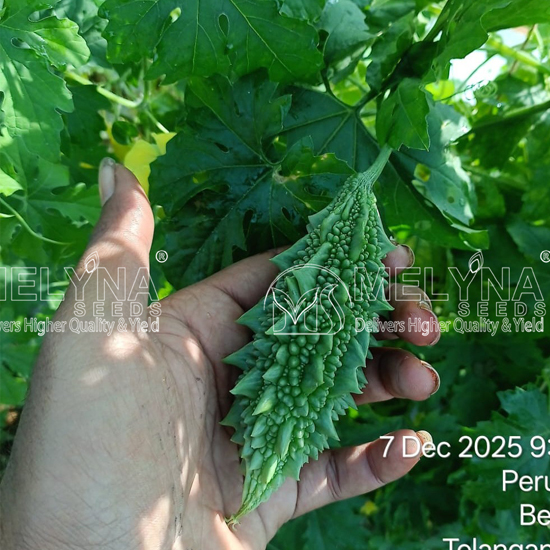 MELYNA ARUNA 556 slider image 2