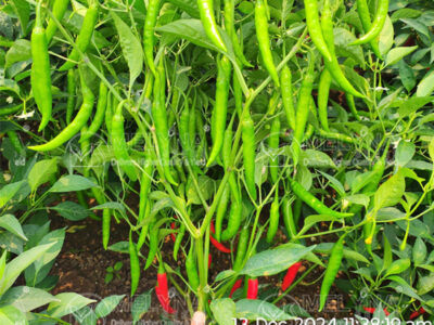 MELYNA ARUNDHATHI 142