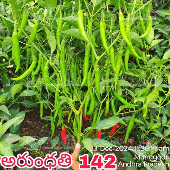 MELYNA ARUNDHATHI 142 slider image 1