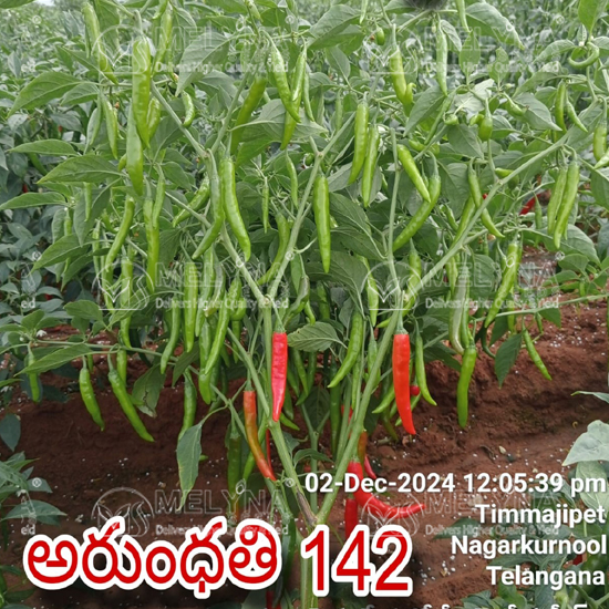 MELYNA ARUNDHATHI 142 slider image 2