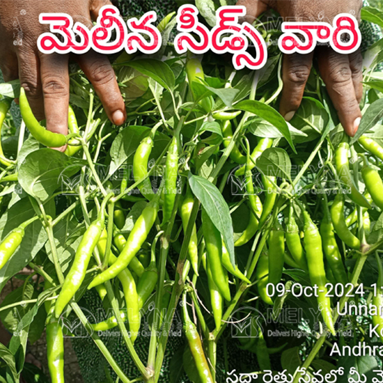 MELYNA ARUNDHATHI 142 slider image 3