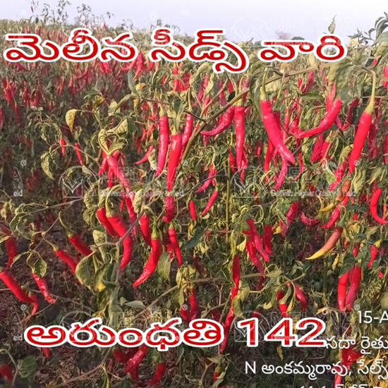 MELYNA ARUNDHATHI 142 slider image 4