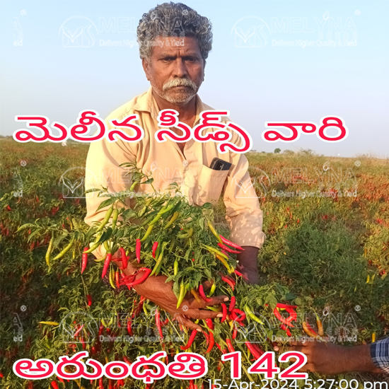 MELYNA ARUNDHATHI 142 slider image 5