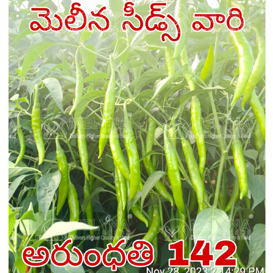 MELYNA ARUNDHATHI 142 slider image 7