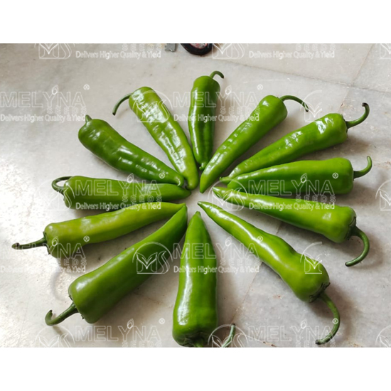 MELYNA BAJJI 130 slider image 1