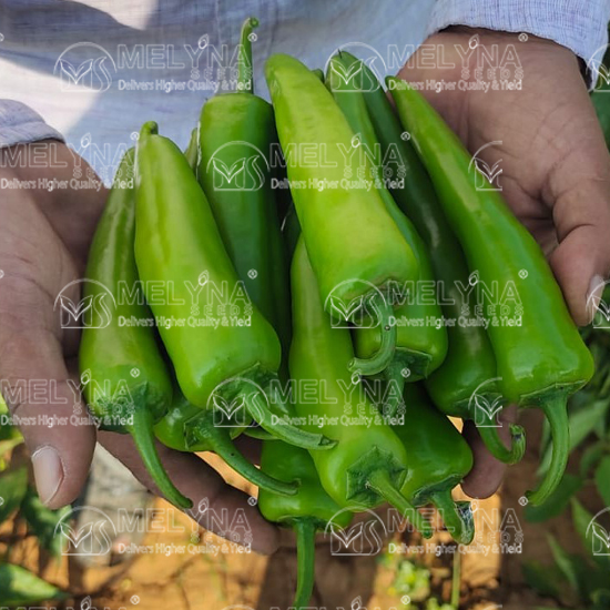 MELYNA BAJJI 130 slider image 2