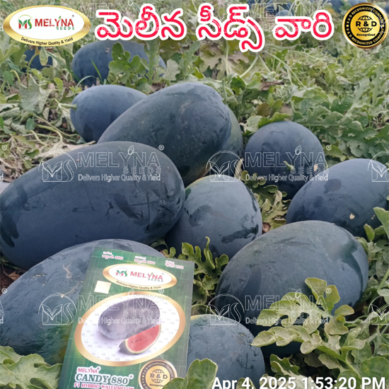 MELYNA MADHU 881 slider image 4