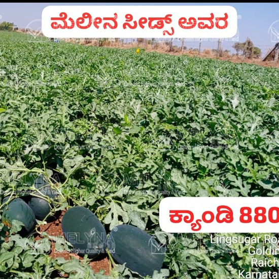 MELYNA SIRI 810 slider image 5