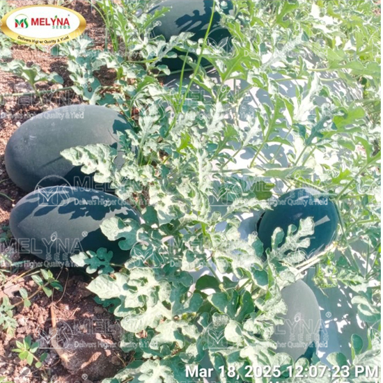 MELYNA SIRI 810 slider image 8