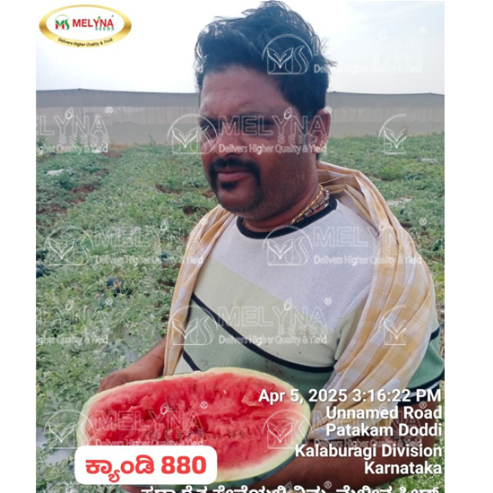 MELYNA SIRI 810 slider image 7