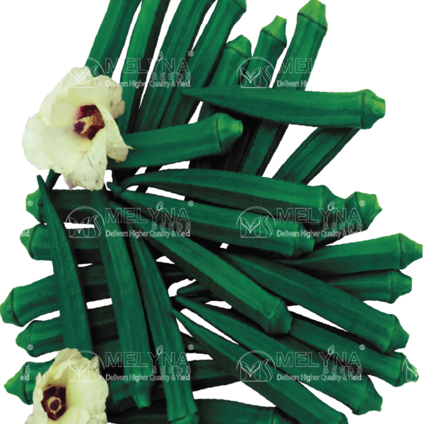 MELYNA CHANDANA 336 slider image 2