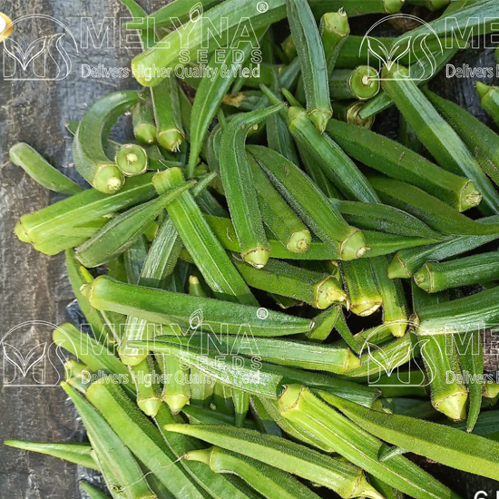 MELYNA CHANDANA 336 slider image 3