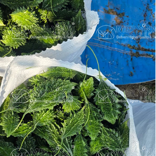 MELYNA CHARITHA 554 slider image 3