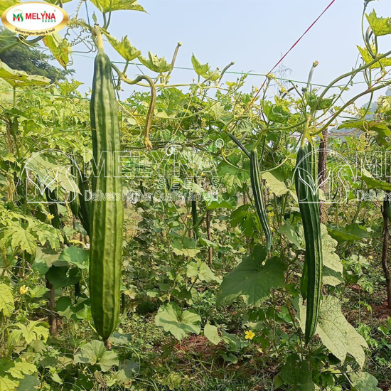 MELYNA DEEPA 669 slider image 2