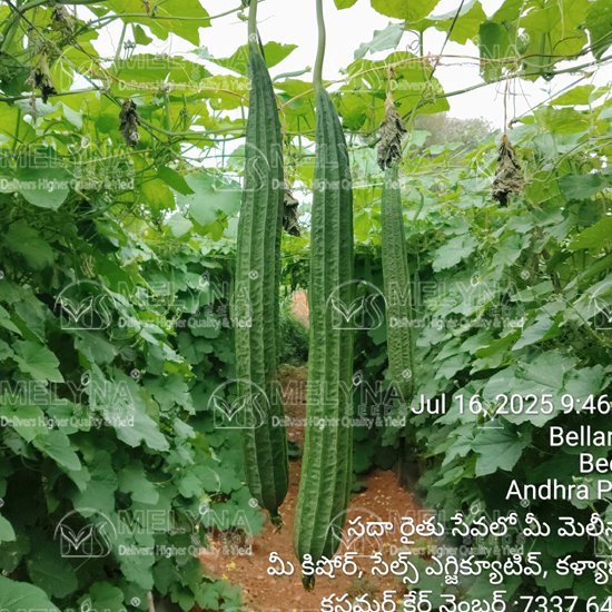 MELYNA DEEPA 669 slider image 2