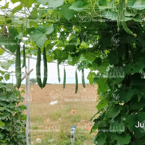 MELYNA DEEPA 669 slider image 3