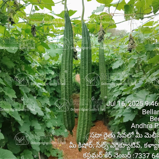 MELYNA DEEPA 669 slider image 5