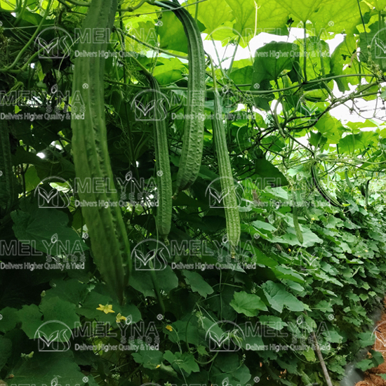 MELYNA DEEPA 669 slider image 7