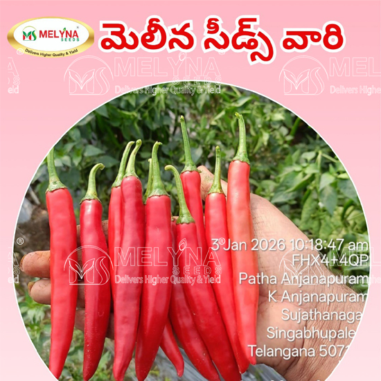 MELYNA GANGA 105 slider image 3