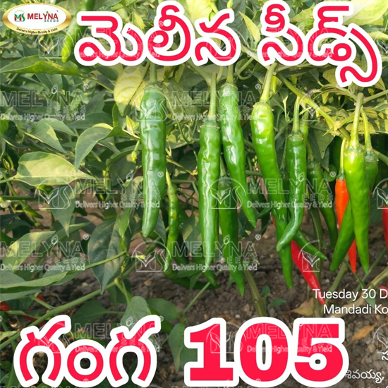 MELYNA GANGA 105 slider image 4