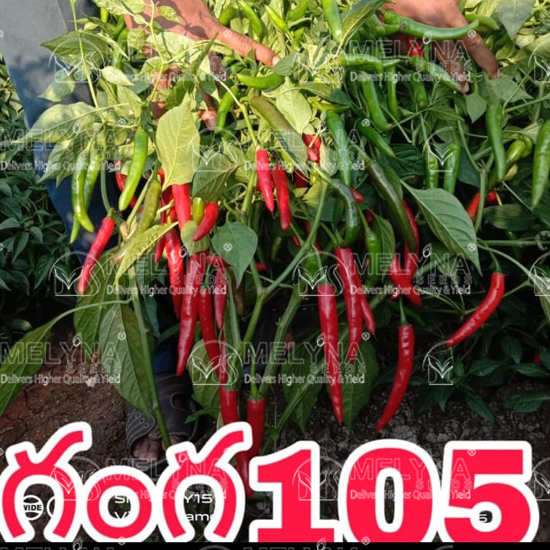 MELYNA GANGA 105 slider image 6