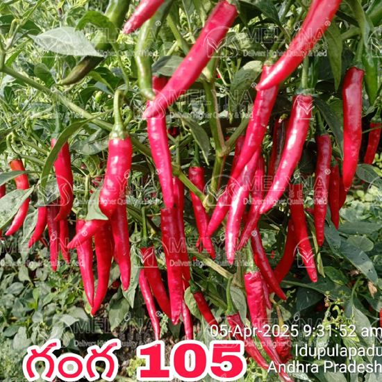 MELYNA GANGA 105 slider image 1