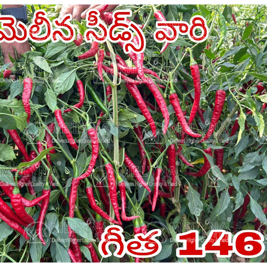 MELYNA GEETHA 146 slider image 2