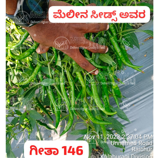 MELYNA GEETHA 146 slider image 6