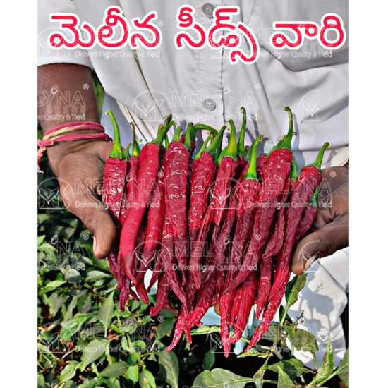 MELYNA GEETHA 146 slider image 7