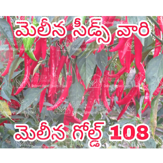 MELYNA GOLD 108 slider image 4