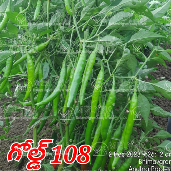 MELYNA GOLD 108 slider image 5