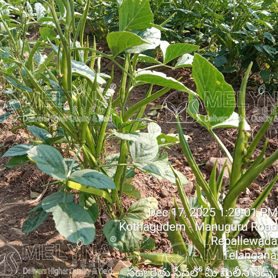 MELYNA GOWRI 2525 slider image 2