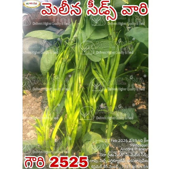 MELYNA GOWRI 2525 slider image 1