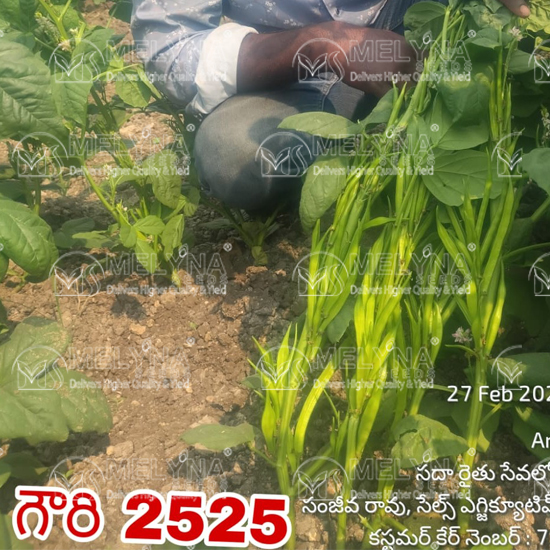 MELYNA GOWRI 2525 slider image 3