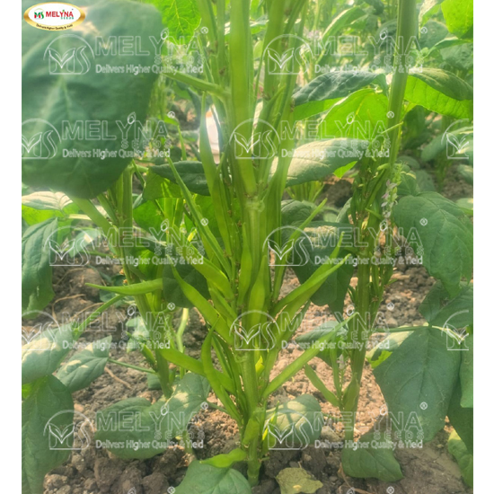 MELYNA GOWRI 2525 slider image 4