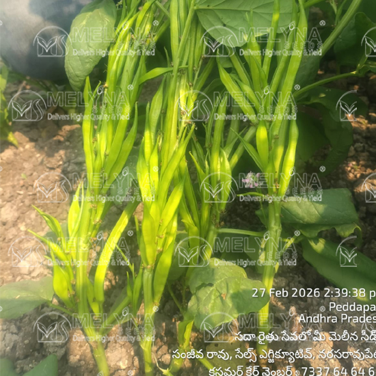 MELYNA GOWRI 2525 slider image 5