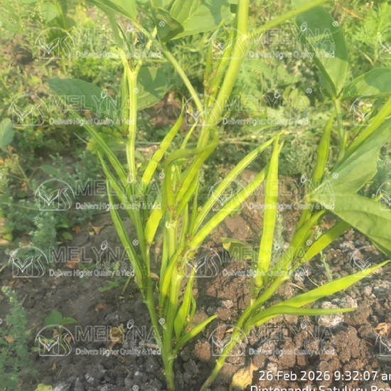 MELYNA GOWRI 2525 slider image 6