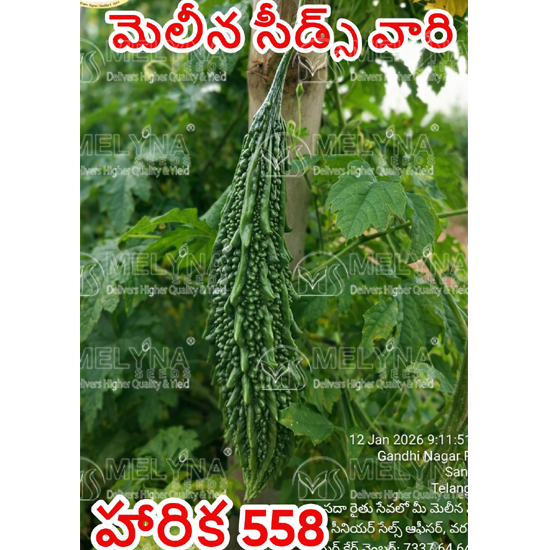 MELYNA HARIKA 558 slider image 3