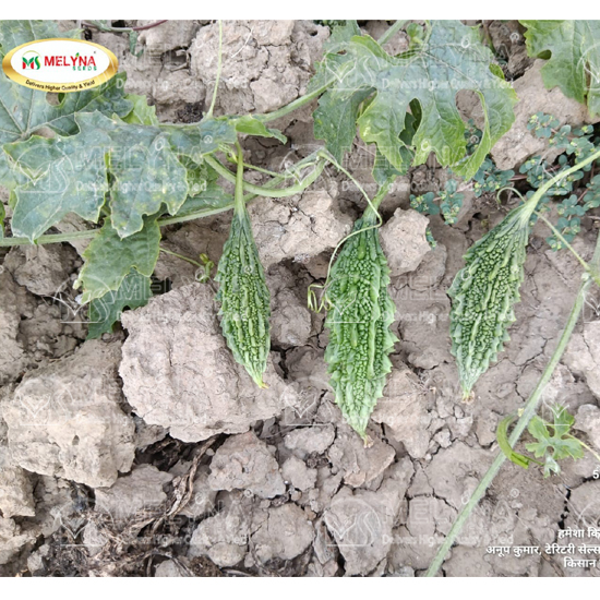 MELYNA HARIKA 558 slider image 5