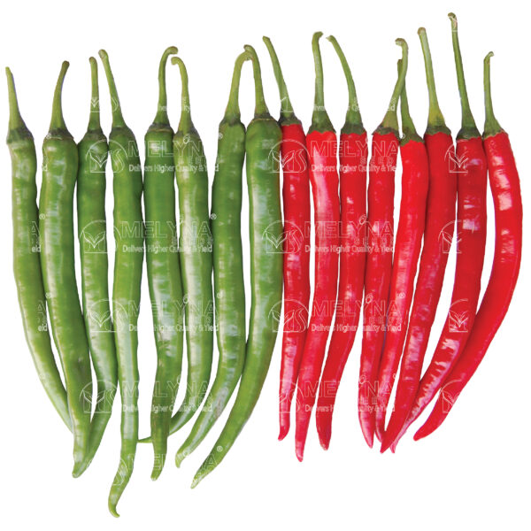 MELYNA HOT 124 slider image 1