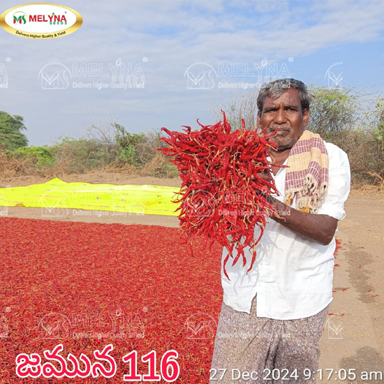 MELYNA JAMUNA 116 slider image 5