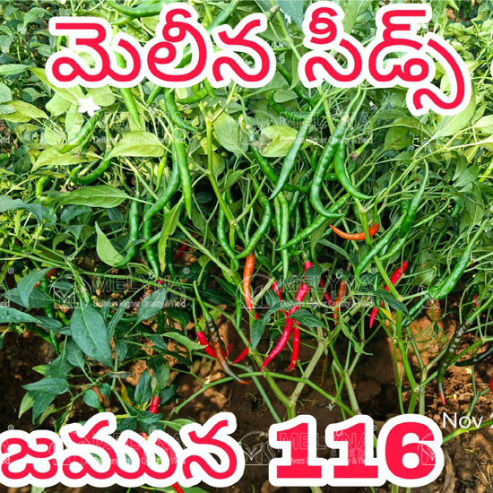 MELYNA JAMUNA 116 slider image 3