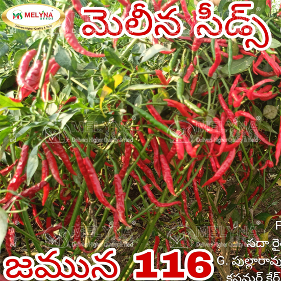 MELYNA JAMUNA 116 slider image 7